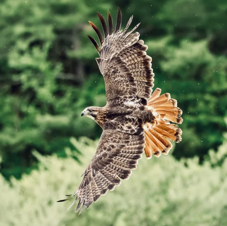 Red-Tailed Hawk: The Ideal Bird for Beginner Falconers