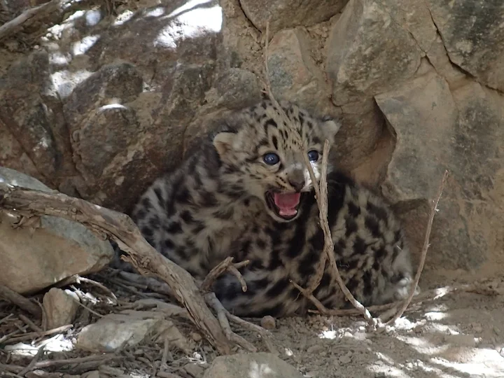 Rys sněžný (Panthera uncia)