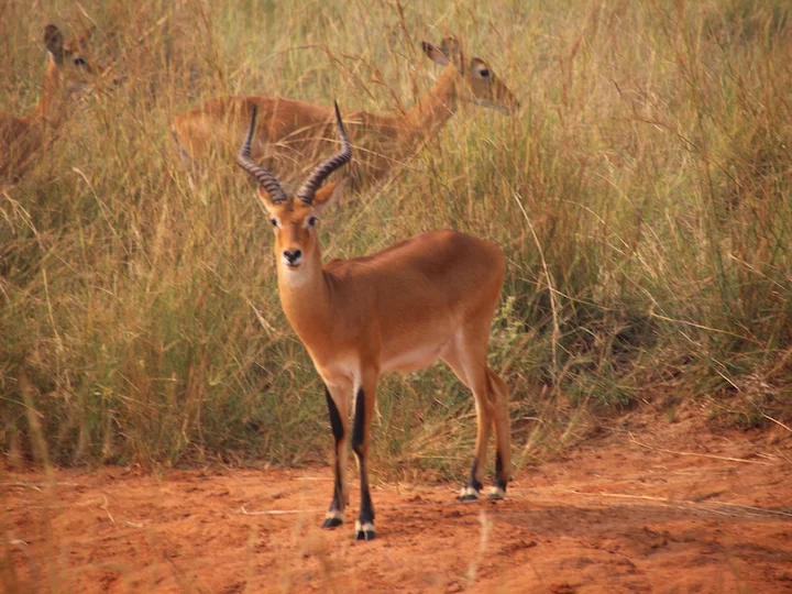 Kob dell'Uganda