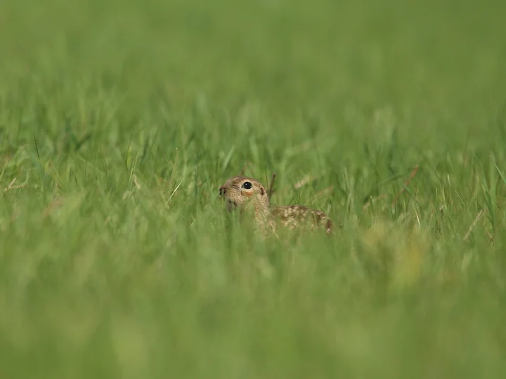 Vlekagtige aardgrondeekhoorn Vlekagtige aardgrondeekhoorn