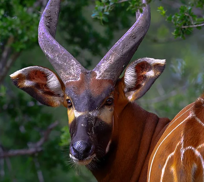 Bongo Antelope in Congo Facing Rapid Decline due to Trophy Hunting Quotas 

A new scientific assessment has sounded the alarm for one of Africa’s most striking big‑game s