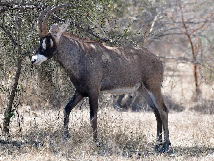 Ռոան անտիլոպ (Կոբա) (Hippotragus equinus koba), 2 of 3