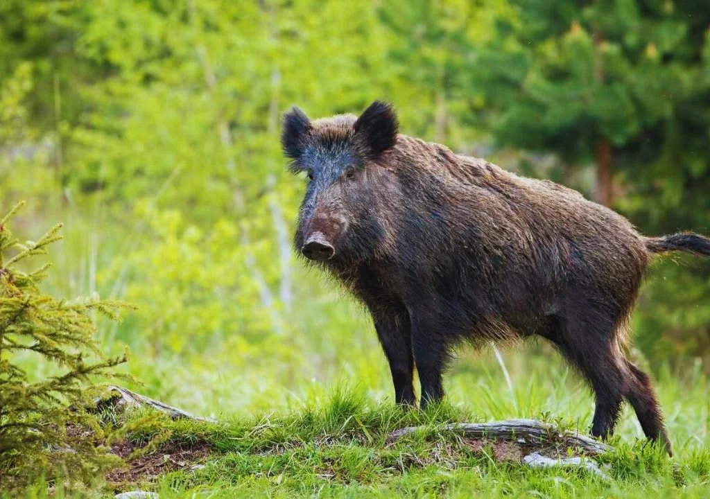 Ճապոնական վարազ (Ճապոնական խոզ) (Sus scrofa cristatus), 2 of 5