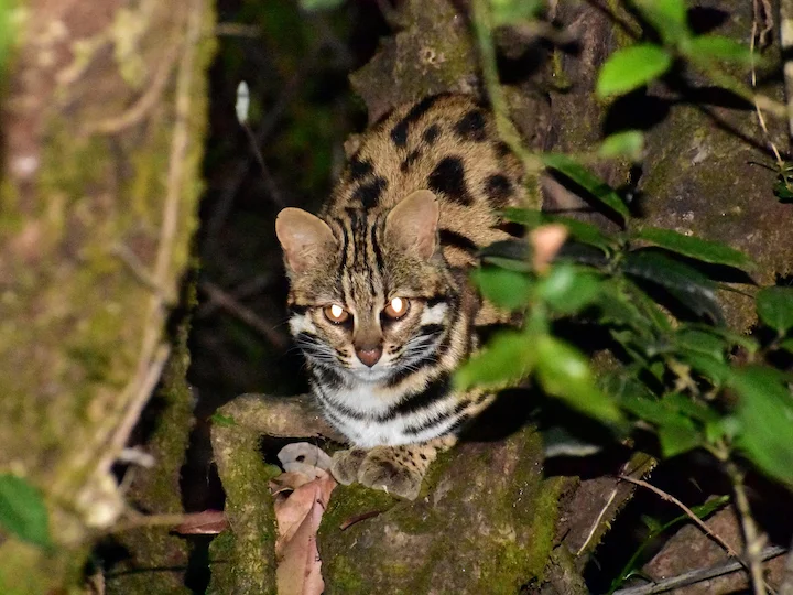 Bengaalse kat (Luiperdkat) (Prionailurus bengalensis), 2 of 3
