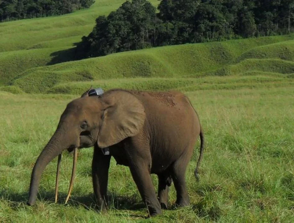 Hunting in Ogooué-Maritime, Gabon: Legislation and Laws, Geography and Seasons, Demographics of Gabon

Natural Features of Ogooué-Maritime Hunting

Ogooué-Maritime, Gabon