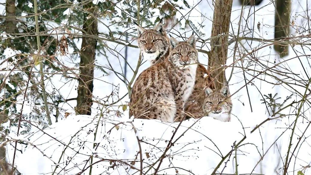 Swedish Lynx Hunt Fully Suspended: Administrative Court Stops All Counties