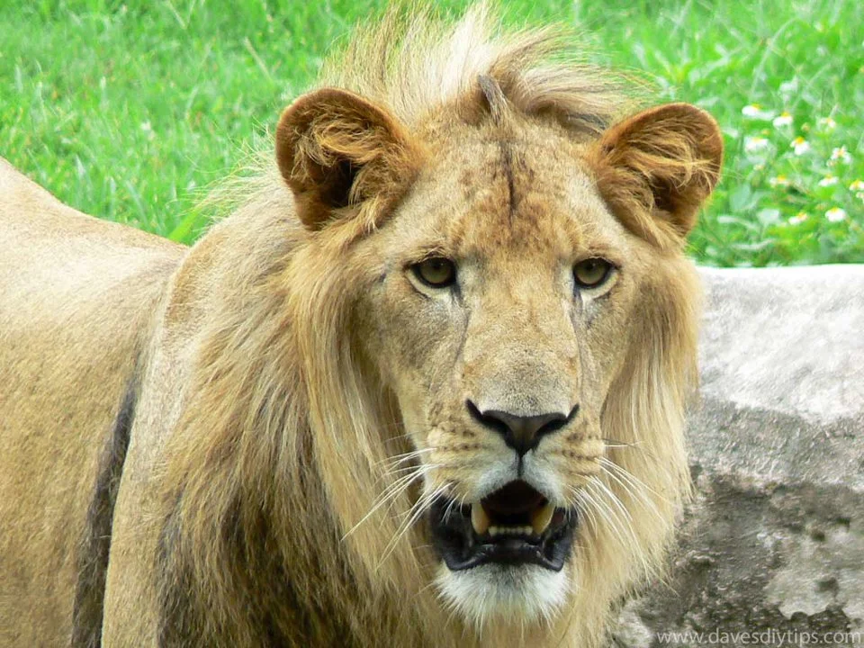 Løven (lat. Panthera leo) er en art af rovpattedyr, en af ​​de fem repræsentanter for slægten Panthera (Panthera), som tilhører underfamilien af ​​store katte inden for k