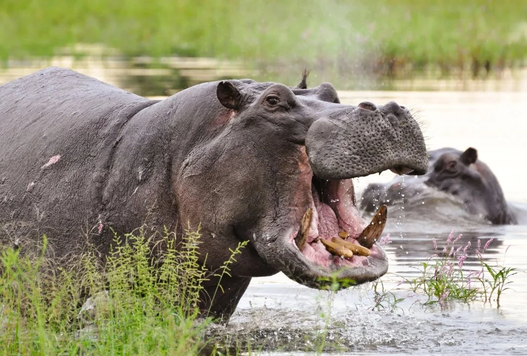 هیپوپوتام (فرس‌آبی) (Hippopotamus amphibius)