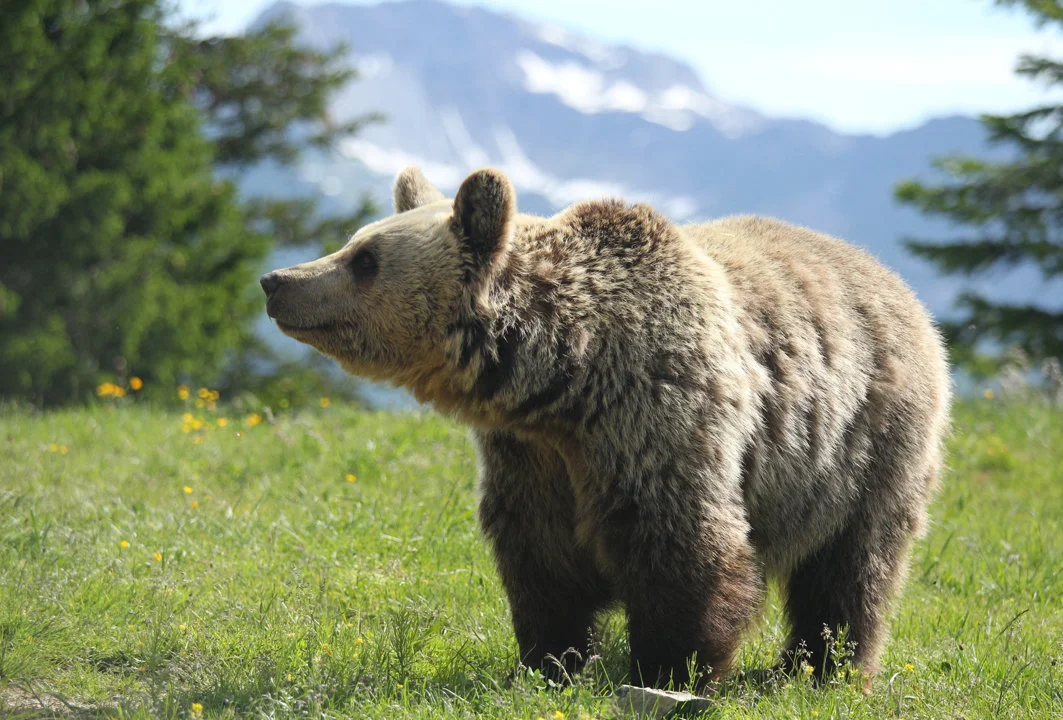 Wisconsin's 2025 Bear Season: Preliminary Results Show Harvest on Target Amid Variable Conditions

The Wisconsin Department of Natural Resources (DNR) has released prelim
