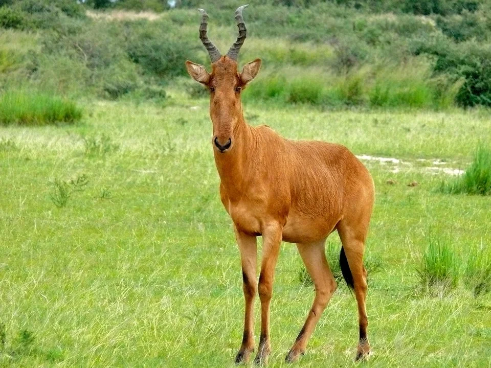 Լելվել հիպպոտրագել (Լելվել անտիլոպ) (Alcelaphus buselaphus lelwel), 3 of 3