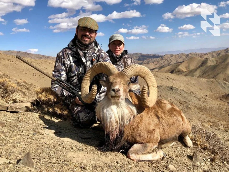 Trophy Universal: Urial
Ovis aries (lat.) is a species of mammal from the genus 🐏 rams, subfamily Capidae, family Bovidae.
ℹ️ An interesting combination of genetic tra