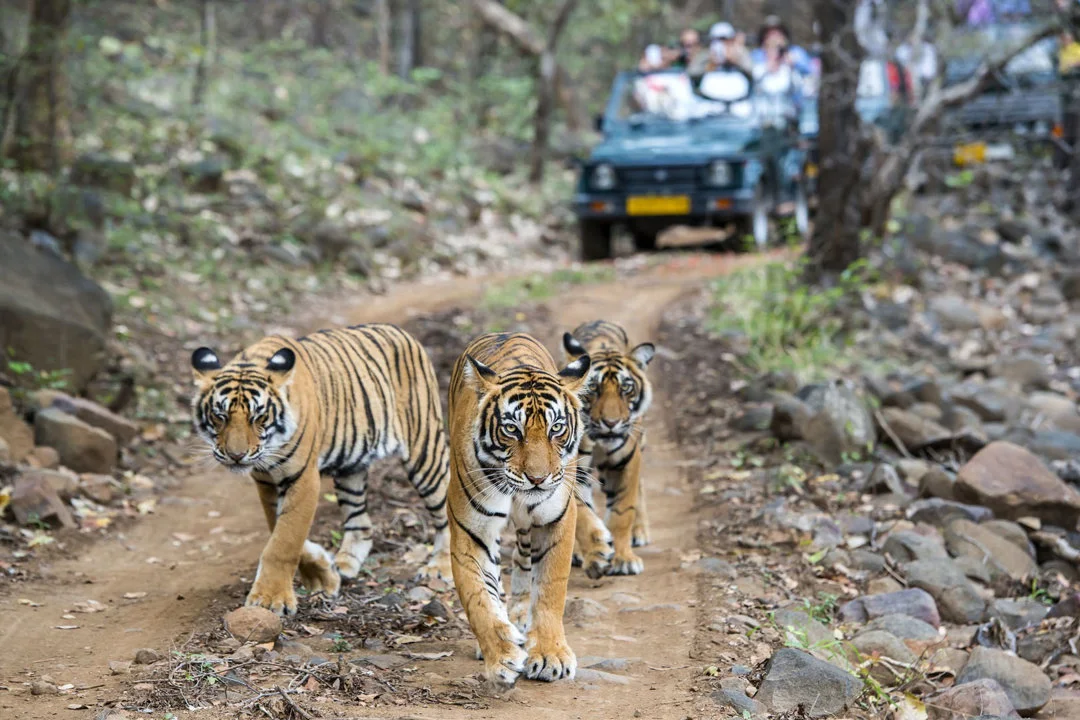 How the return of poaching threatens India’s tiger success story