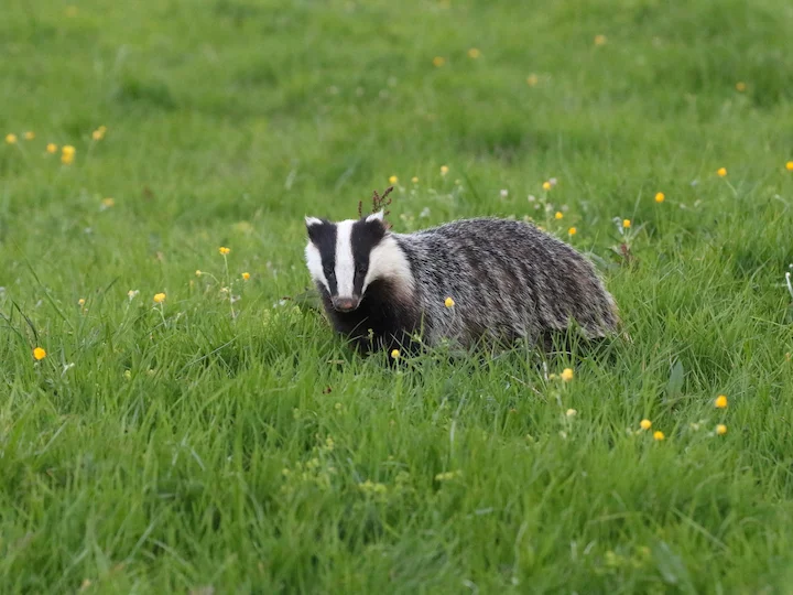 Dachs (Erdferkel) (Meles meles)