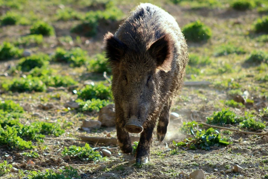 Totalabschuss Schwarzwild: Jagd-Verfügung sorgt für Aufsehen Totalabschuss Schwarzwild: Jagd-Verfügung sorgt für Aufsehen