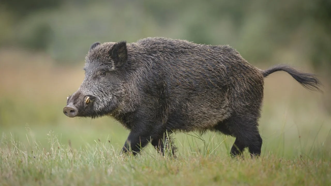 Vark (Wilde vark)