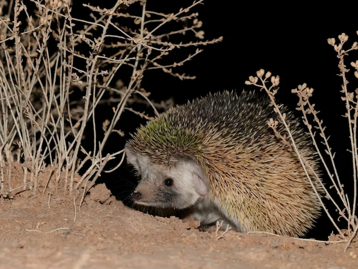 Sivatagi sün (Paraechinus aethiopicus)