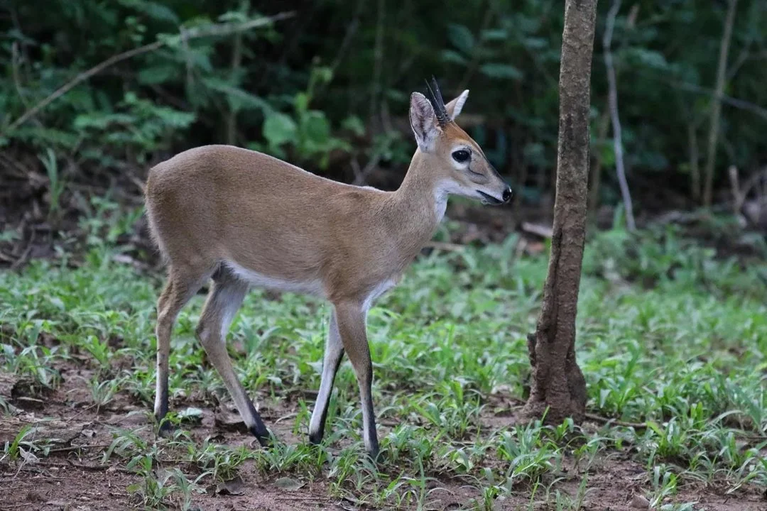 Vaalribbok (Grysribbok) (Sylvicapra grimmia), 1 of 3