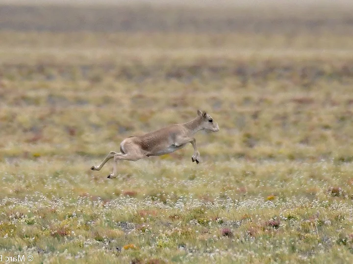 Saiga (Mongoliese saiga) (Saiga tatarica mongolica), 2 of 3
