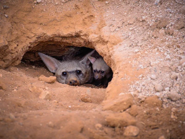 Suider-aardwolf