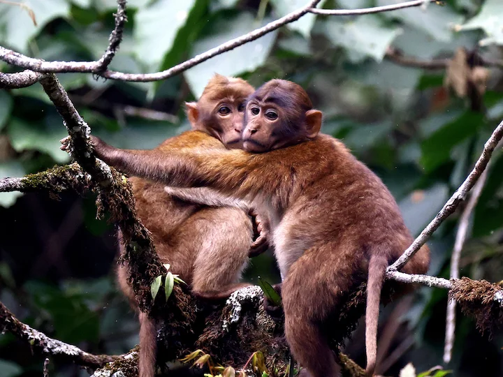 Ասամյան մակակ (Macaca assamensis)