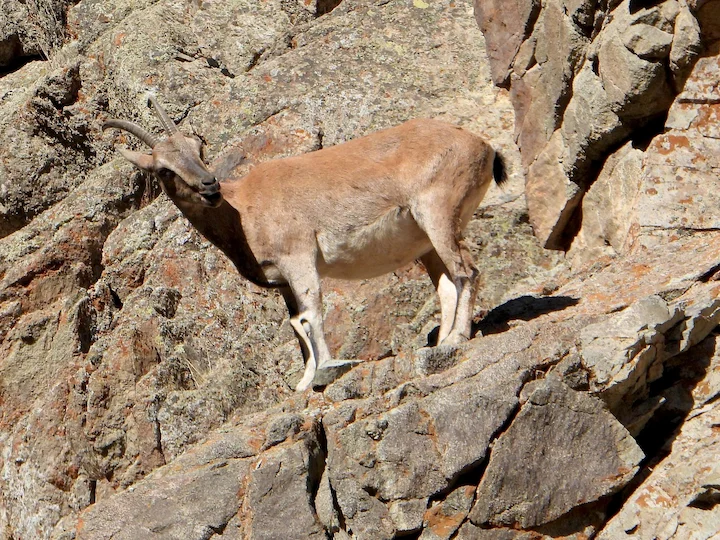 Մարգագեղ (Վայրի այծ)