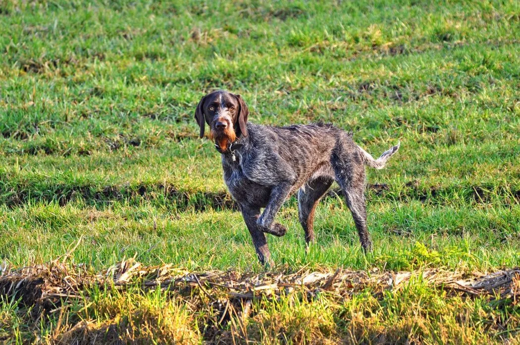 Die Lösung: Die Scheu vor dem Schießen verlieren
 Autorin Annette Schmitt zeigt Ihnen, wie unsere Hunde die Scheu vor dem Schießen verlieren.

DAS SCHIESSEN EINORDNEN LER