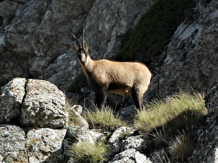 Pireneëse gems (Pireneëse steenbok) (Rupicapra pyrenaica), 1 of 3