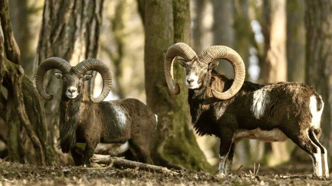 Mouflon Sheep Spotted in Skåne County: Swedish Authorities Call for Immediate Hunting
The County Administrative Board in Skåne has reported multiple mouflon sheep observ