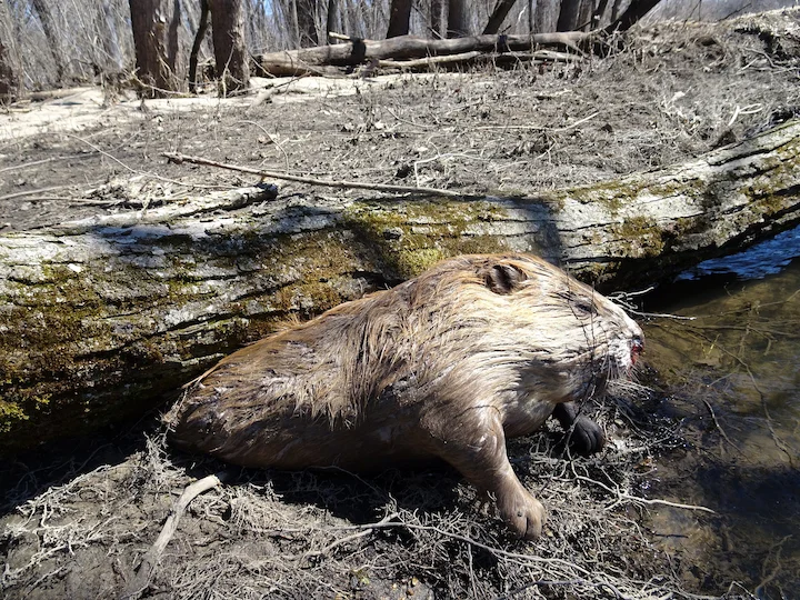Castor americano (Castor canadensis)