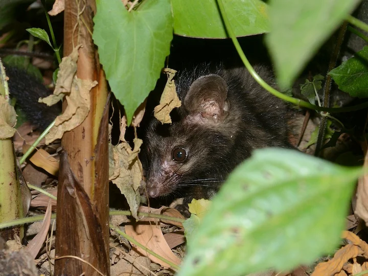 Asian Palm Civet (Common Palm Civet, Toddy Cat) (Paradoxurus hermaphroditus)