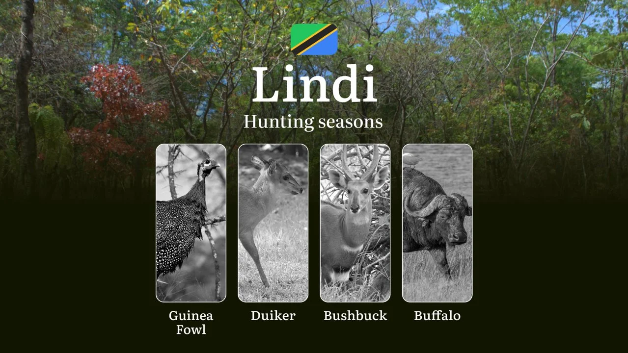 Official Hunting Timeline in Lindi: Legal Limits and Seasonal Bans, Licensing Rules, Fines and Consequences for Breaches…