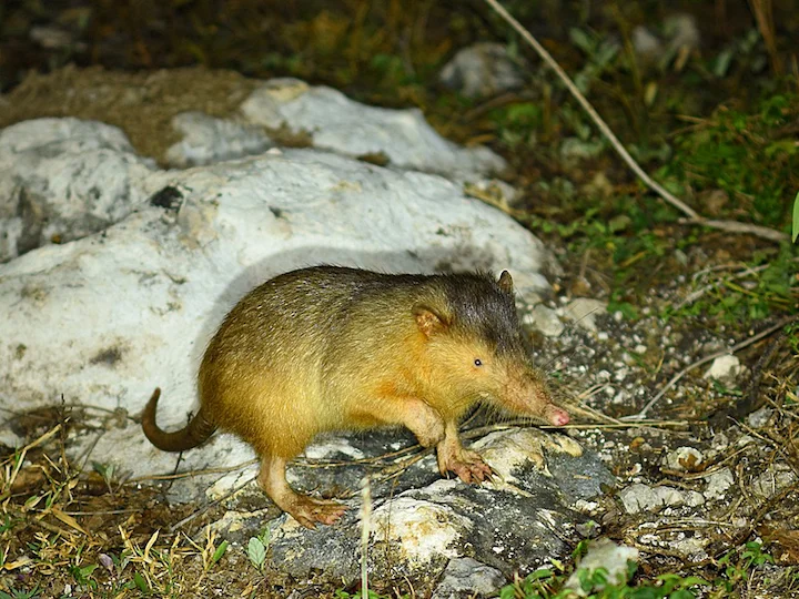Solenodon (Paradoksiese solenodon) (Solenodon paradoxus), 3 of 3