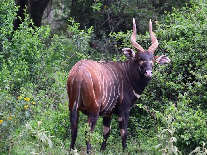 Bontebok (Gewone bontebok)