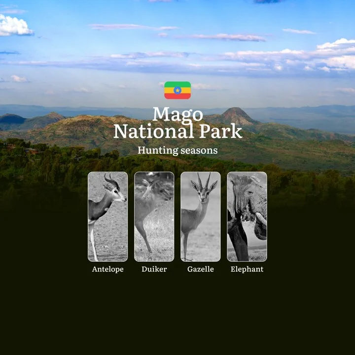 Hunting Seasons in Ethiopia, MAGO NATIONAL PARK Region: Seasonal Features of Hunting, Prohibitions and Restrictions, Practical Tips for Planning a Hunt 

Hunting in the M