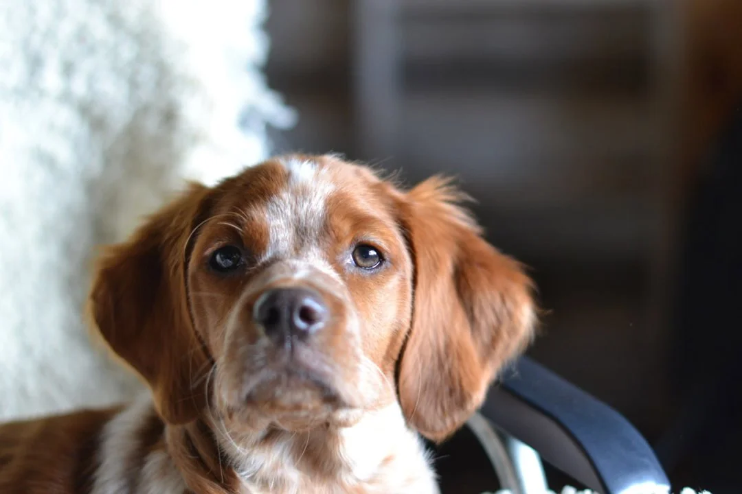 The Breton Spaniel: A Comprehensive Guide to Raising, Training, and Hunting with Your Puppy

Introduction

The Breton Spaniel, known in its native France as the "Épagneul