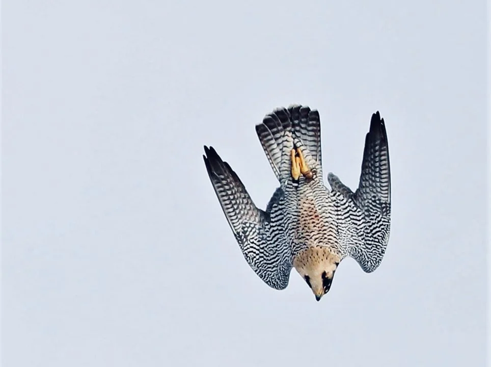 Stoop: The High-Speed Dive Falcons Use to Catch Prey

In the world of aerial predators, few maneuvers are as awe-inspiring and lethal as the stoop—the high-speed dive fal