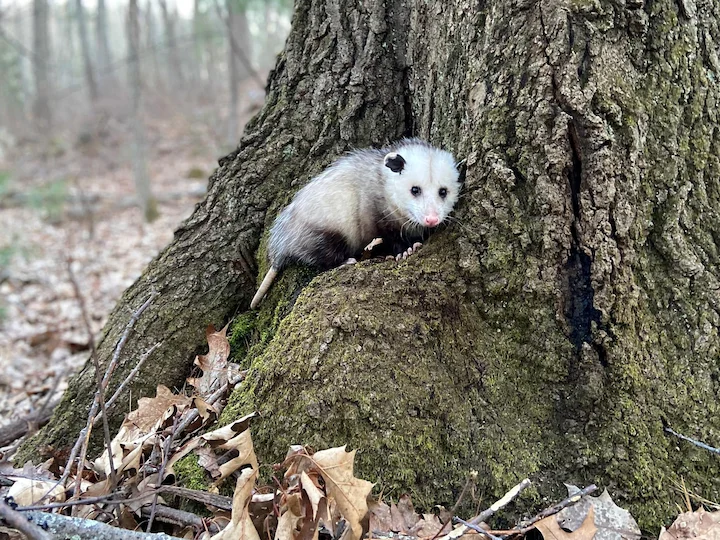 Virginiaanse opossum