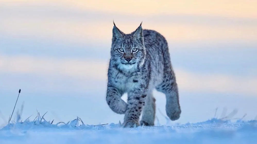 Sweden Lynx Hunting Season 2026: Police Enforcement and New Regulations Begin March 1