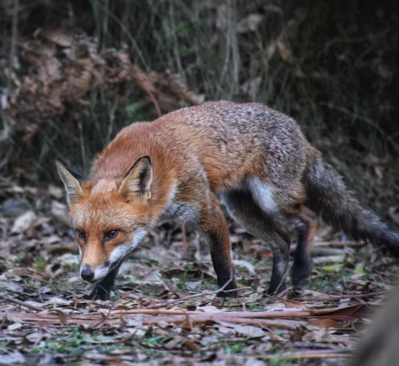 Australia’s Fox War: Inside the $200 Million Battle to Save Native Wildlife

Australia is waging one of the most aggressive predator eradication campaigns in the world, t