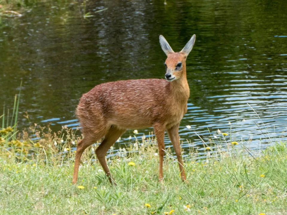 Klipspringer (Swartoor-klipspringer) (Raphicerus melanotis), 4 of 5