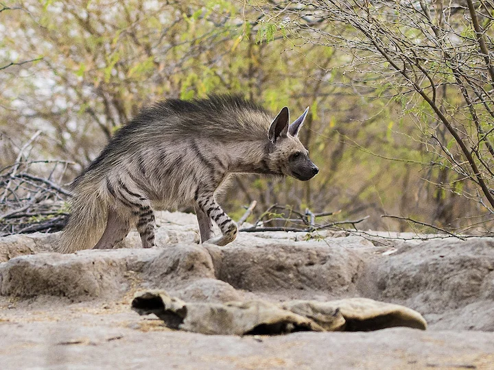 Hyena pruhovaná