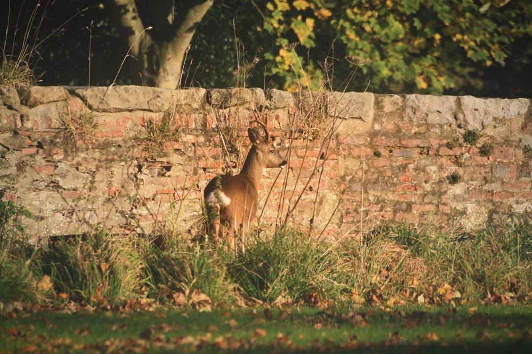 Hunting in Isle of Man, Crown Dependencies: hunters and demographics of the region, types of hunting and hunting animals…