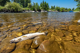 Montana Fishing Restrictions May Be Coming as Low Water Levels Threaten Trout Fisheries