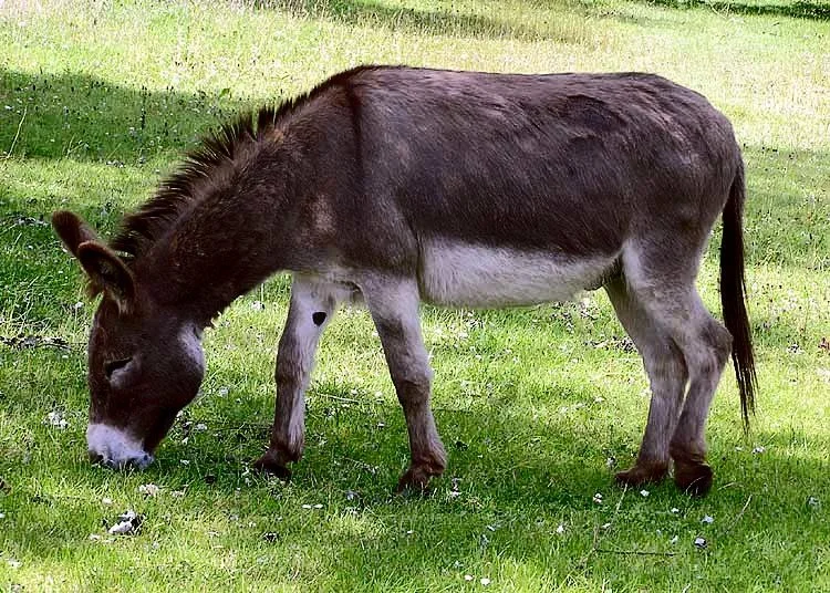 Домашний осёл


Дома́шний осёл, или иша́к (лат. Equus asinus1, или Equus africanus asinus3]), — одомашненный потомок дикого осла (Equus africanus), сыгравший важную истор