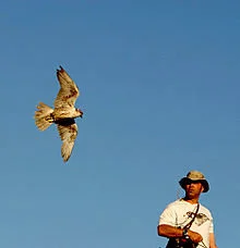 Falconry is the hunting of wild animals in their natural state and habitat by means of a trained bird of prey.