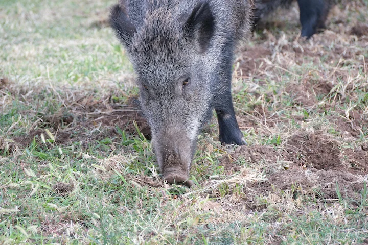 ASP-Jagdprämie NRW: Jäger fordern 40 Euro pro Wildschwein
Die Afrikanische Schweinepest (ASP) zwingt zu härteren Maßnahmen: Während der Kreis Paderborn in Nordrhein-West