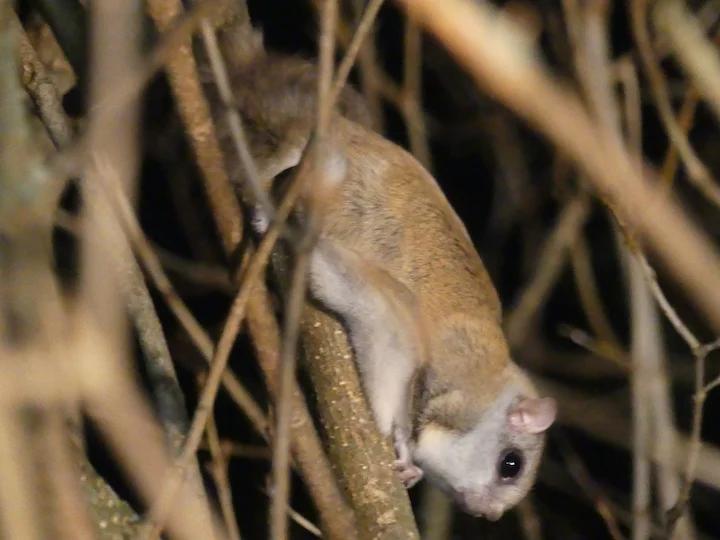 Северна летећа веверица (Glaucomys sabrinus)