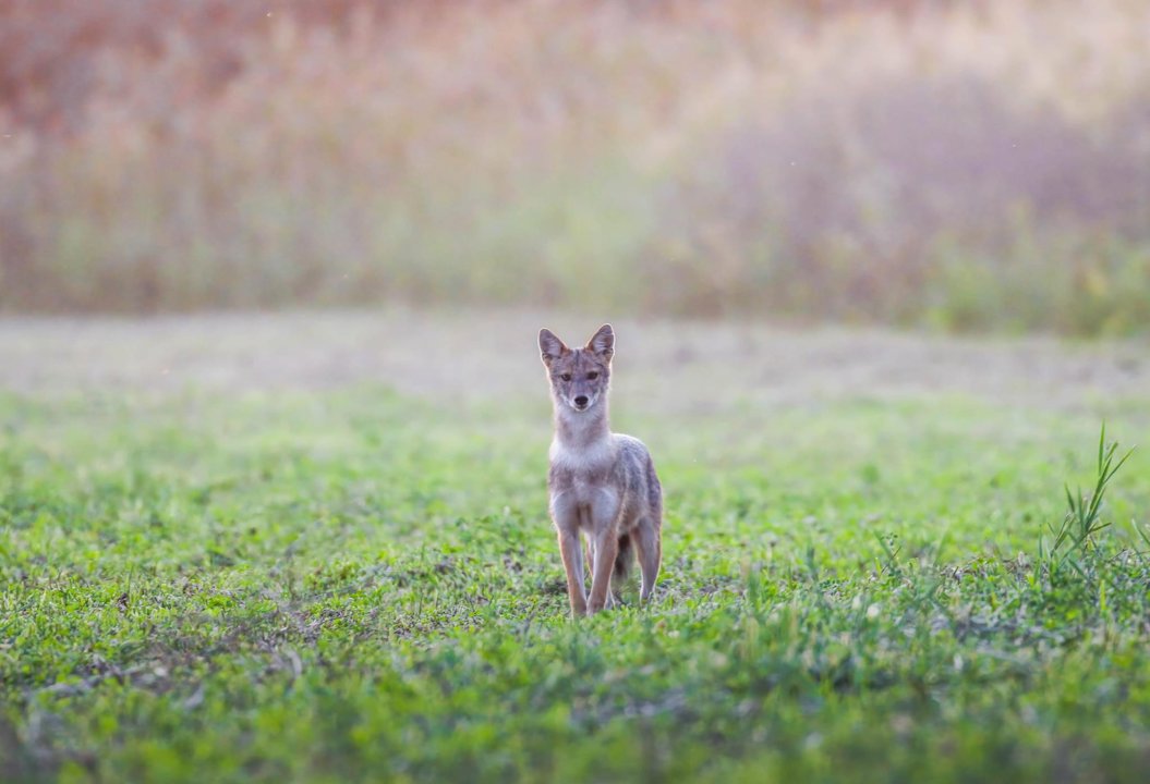 Capturing the Curiosity of a Majestic Jackal in Romania In the