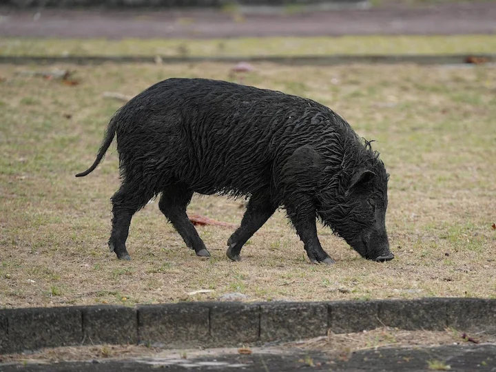 Vark (Taiwanese wilde vark) (Sus scrofa taivanus), 3 of 3