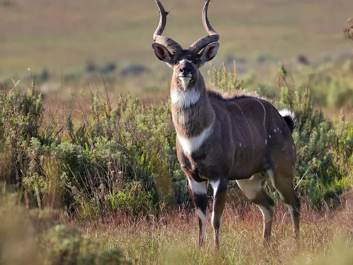 Մենտիս (Բուքստոնի մենտիս) (Tragelaphus buxtoni), 3 of 3